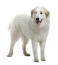 A beautiful Pyrenean Mountain Dog with a healthy, thick white coat