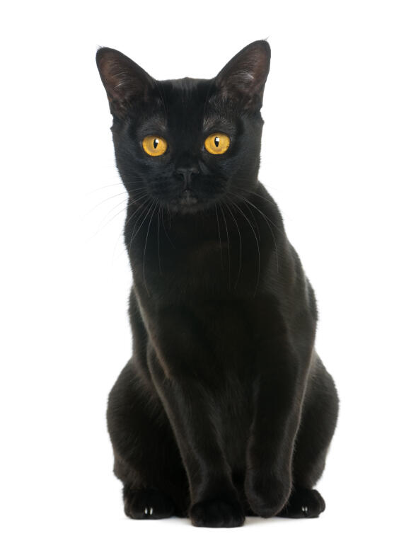 Bombay cat on sale breeders