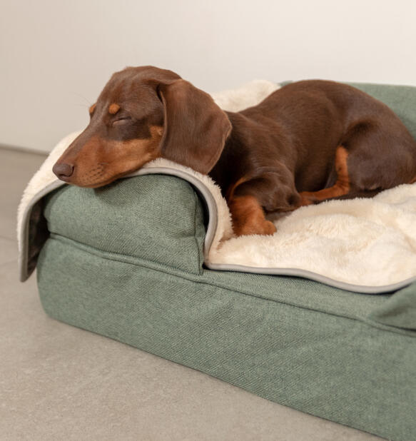 sausage dog sleeping on a sage green bolster bed with a cream blanket