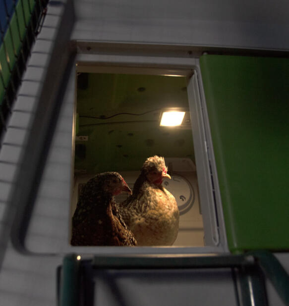 chickens in a coop with a coop light