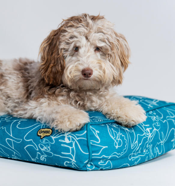 A dog resting on the cushion dog bed