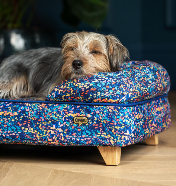 small scruffy dog resting is head on the side of a neon patterned bolster dog bed