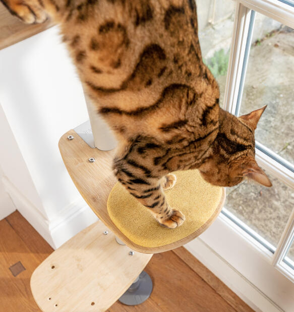 A cat stepping onto the yellow cushion freestyle step