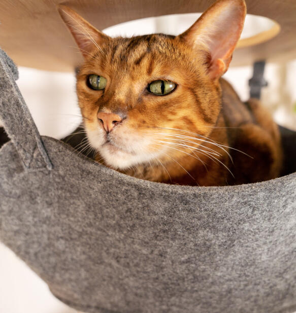 A cat resting in the grey freestyle hammock