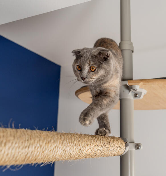 A cat using the scratching post accessory