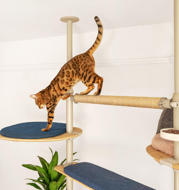 A cat jumping onto the blue platform attached to the indoor freestyle cat tree.