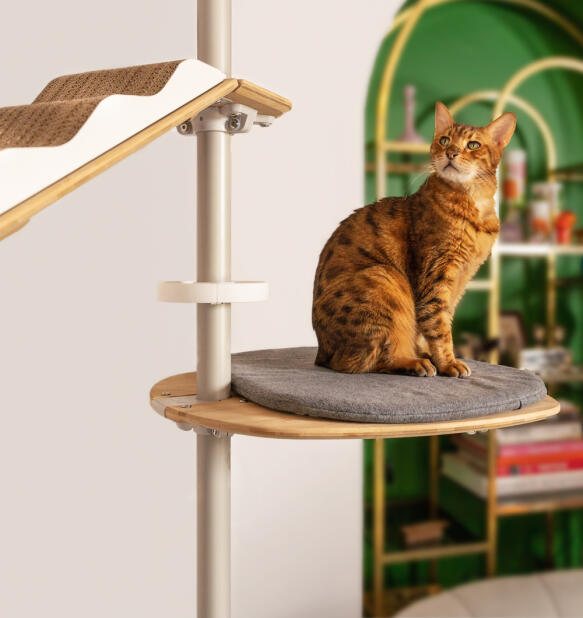 A cat sat on the grey platform attached to the indoor freestyle cat tree.