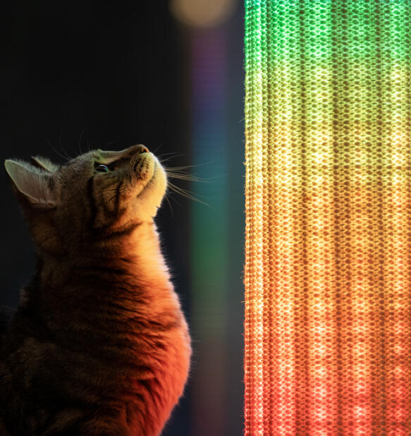 Close up of cat looking up at Switch scratching post with rainbow lights.