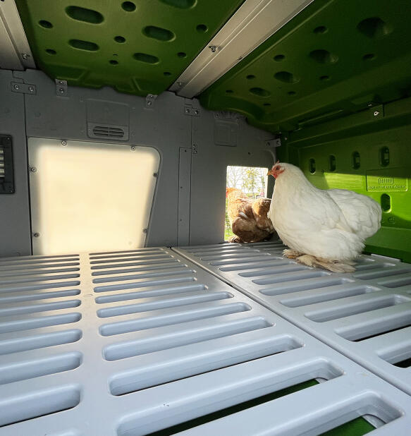 chickens inside the eglu pro chicken coop with daylight pouring in