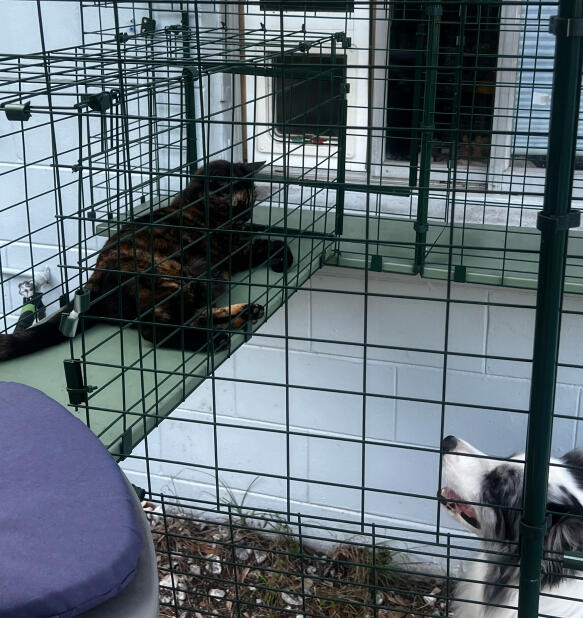 dog looking up at a cat in a catio cat tunnel system