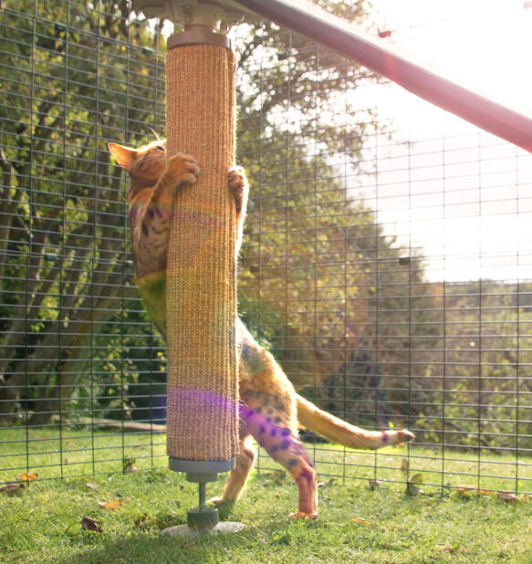 A cat scratching the cat scratcher attached to the freestyle pole