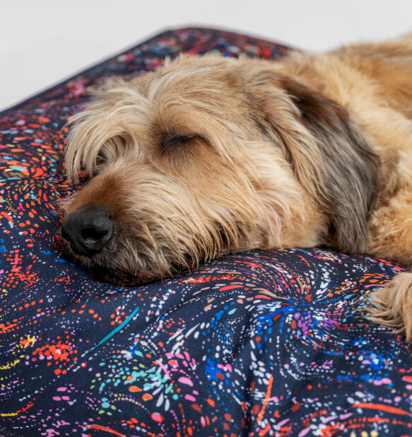 close up of dog sleeping on an easy to clean patterned cushion bed