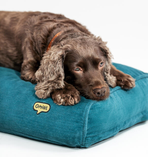 dog resting on cosy teal cord cushion bed