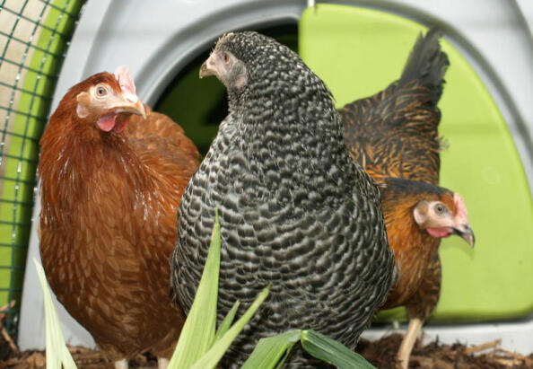 Three Chickens with the Eglu Three Chickens with the Eglu