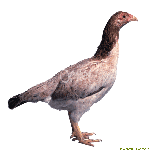Asil For Sale Chickens Breed Information Omlet