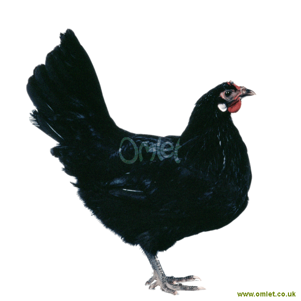 La Fleche For Sale Chickens Breed Information Omlet
