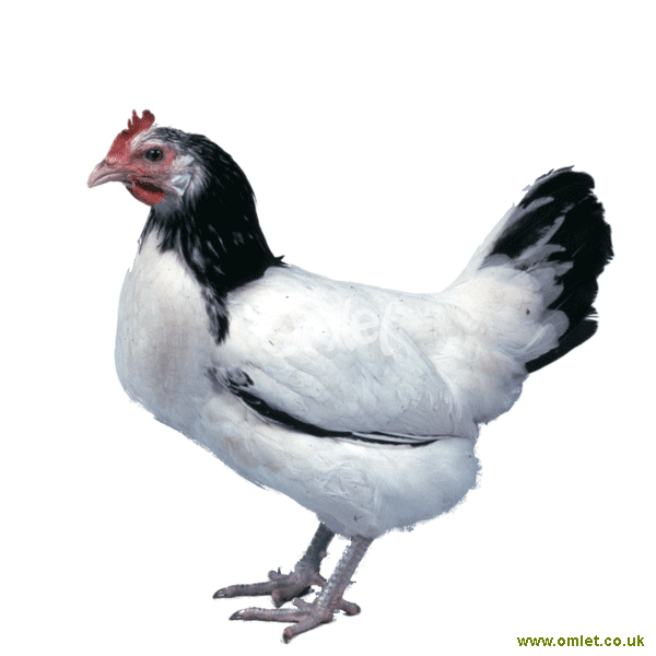 Lakenvelder For Sale Chickens Breed Information Omlet