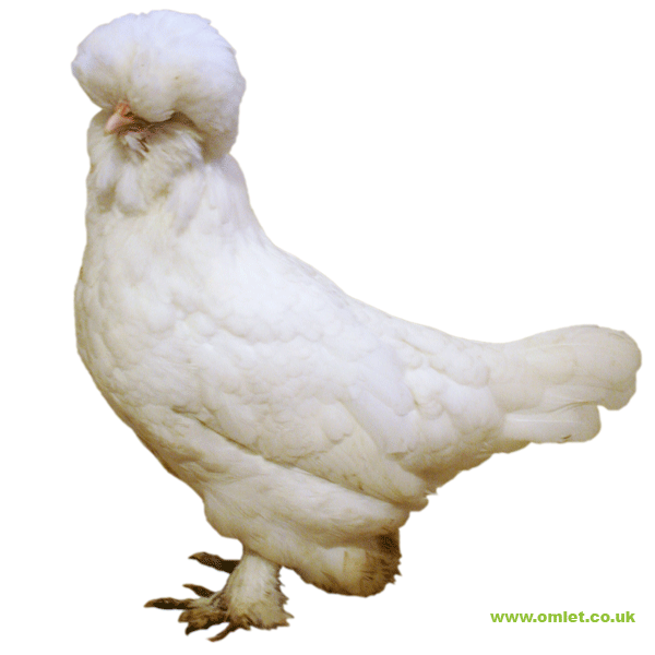 Sultan For Sale Chickens Breed Information Omlet