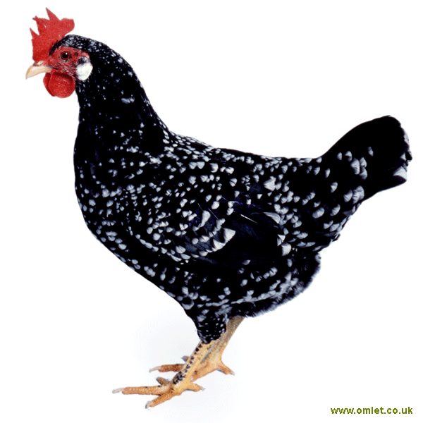 Ancona For Sale Chickens Breed Information Omlet