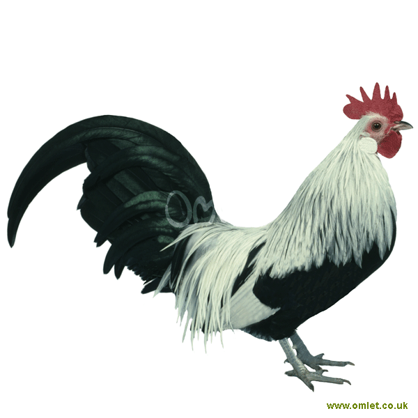 Dutch Bantam For Sale Chickens Breed Information Omlet