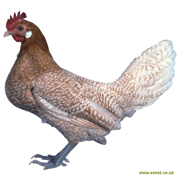 Friesian For Sale Chickens Breed Information Omlet