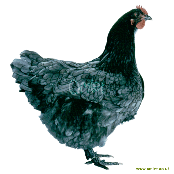 Jersey Giant For Sale Chickens Breed Information Omlet