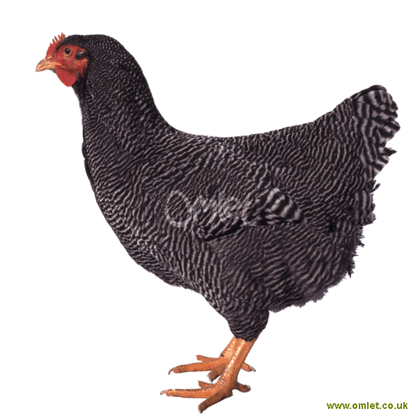 Plymouth Rock For Sale Chickens Breed Information Omlet