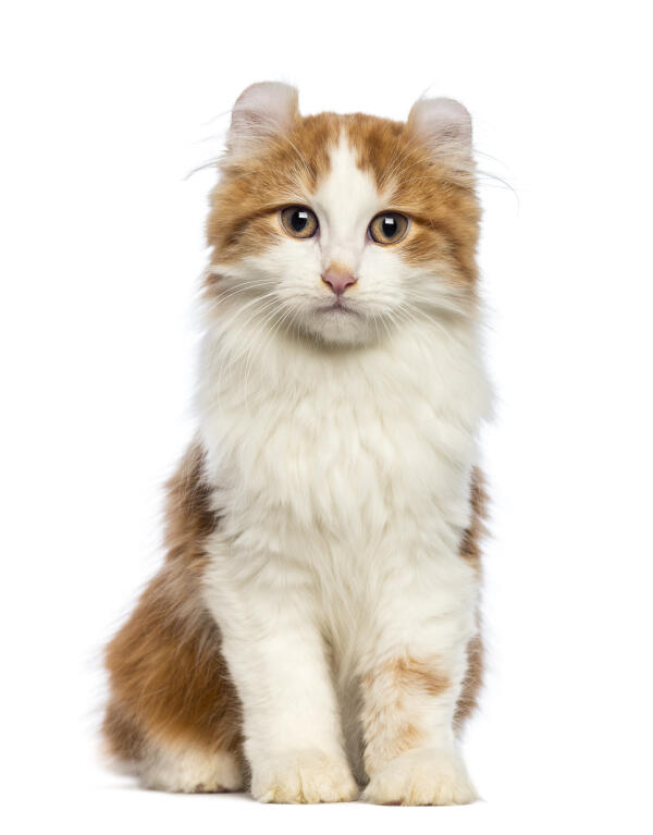 American Curl Longhair Cats Breed Information Omlet