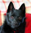 A close up of a Schipperke's incredible tall pointed ears