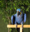 A Hyacinth Macaw's lovely yellow feathers around it's eyes