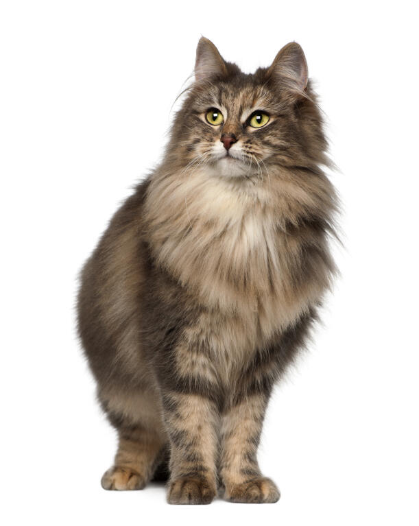 Best cat food deals for norwegian forest cats