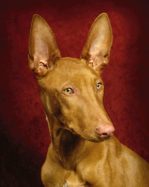 Pharaoh Hound | Dogs | Breed Information | Omlet