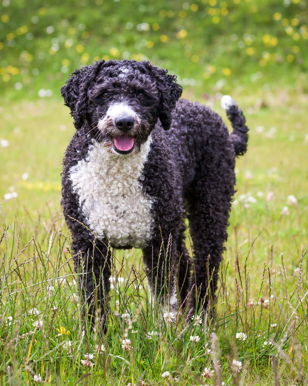 Spanish Water Dog Dog Breeds