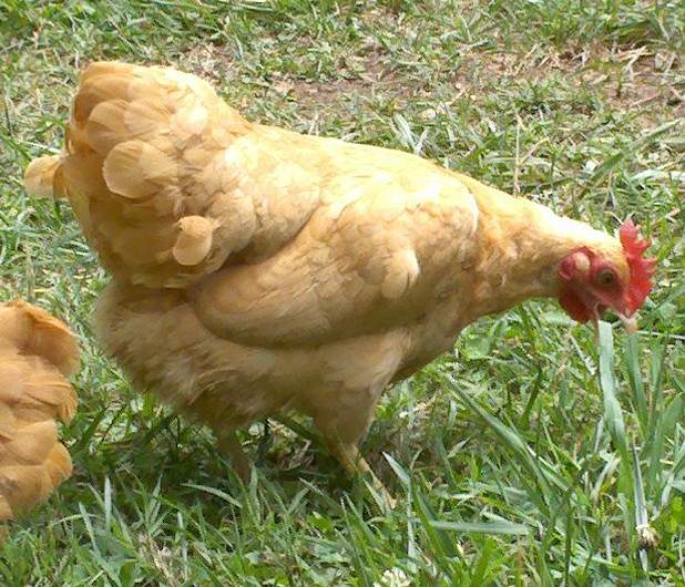 Plymouth Rock Bantam For Sale Chickens Breed Information Omlet