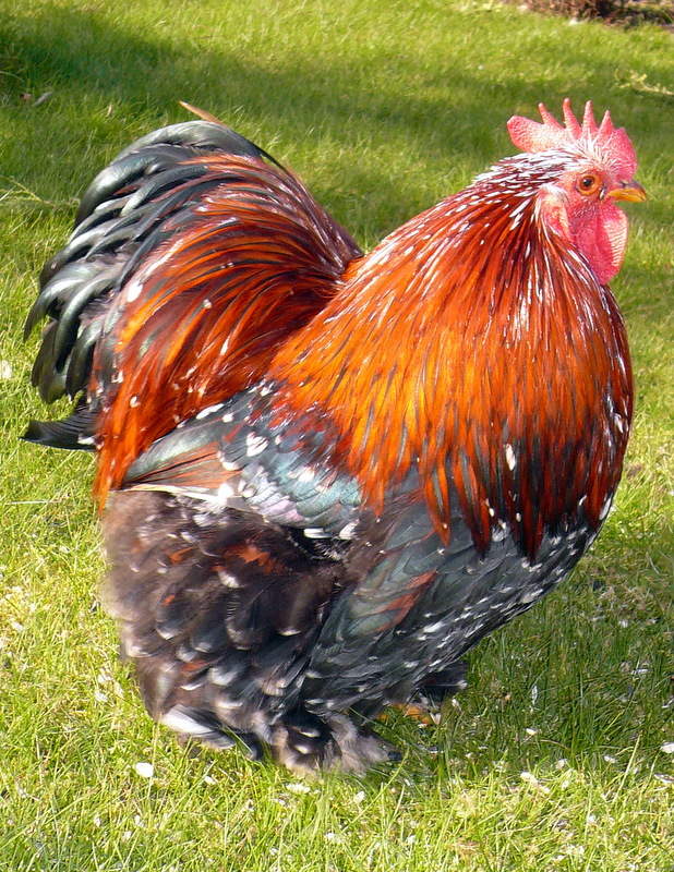 Cochin For Sale Chickens Breed Information Omlet