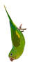 Yellow Chevroned Parakeet