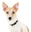 A close up of a young adult Jack Russell Terrier's pointed ears