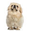 A lovely little Pekingese with a soft blonde coat