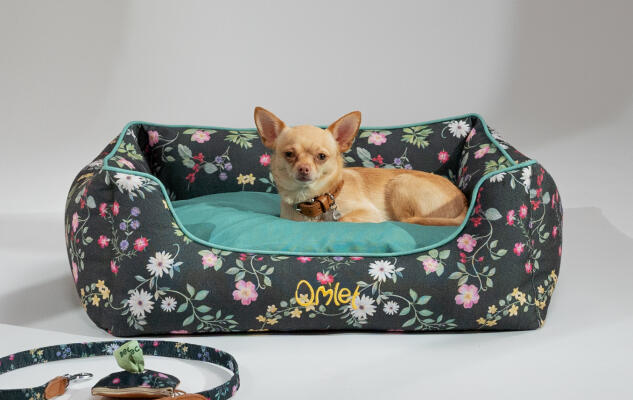 Chihuahua che riposa su una cuccia scura con stampe floreali