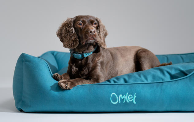 Cocker Spaniel lying in a smart and easy to clean Omlet Nest Dog Bed