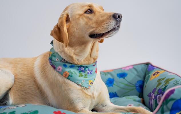 Ein Golden Retriever springt aus dem Hundenest
