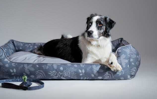 Ein Collie ruht sich auf einem grauen komfortablen Hundenest aus