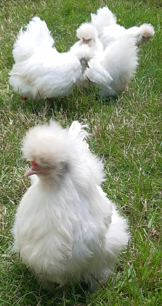 Silkie Chickens Silkie For Sale Chicken Breeds