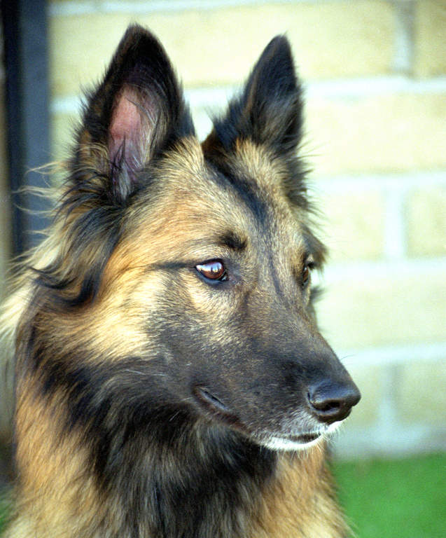 german tervuren