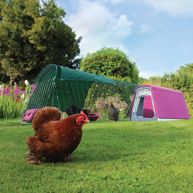 An eglu go chicken coop with run in a garden with three chickens