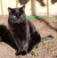 a lovely bombay cat sitting in the sun