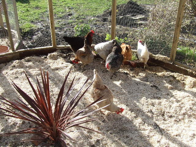 Aubiose Bedding 20kg