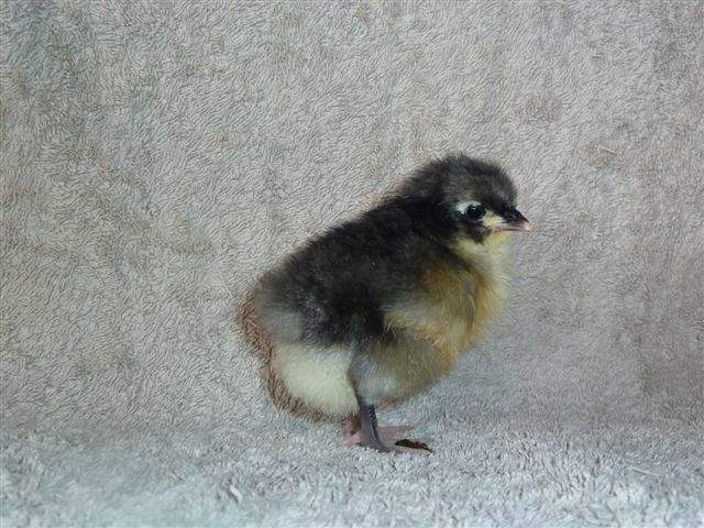 jersey giant chicken size