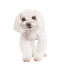 A beautiful little Maltese with a well groomed soft, white coat