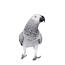 The brilliant grey and white feather pattern of the African Grey Parrot